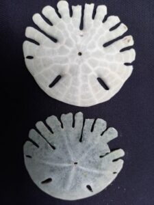 Rotula deciesdigitatus