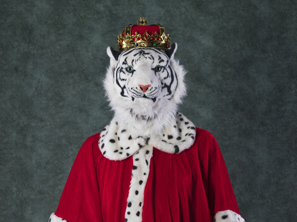 King tiger with crown, studio background